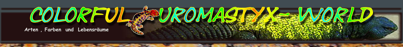 Colorful   Uromastyx- World Arten , Farben  und  Lebensr�ume