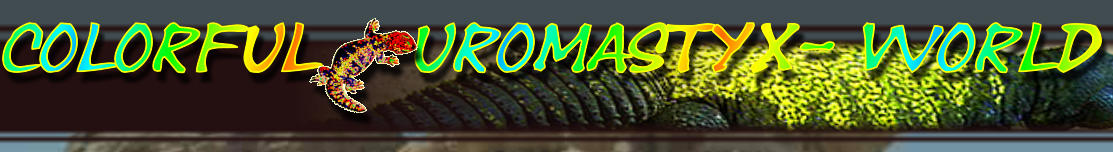 Colorful   Uromastyx- World