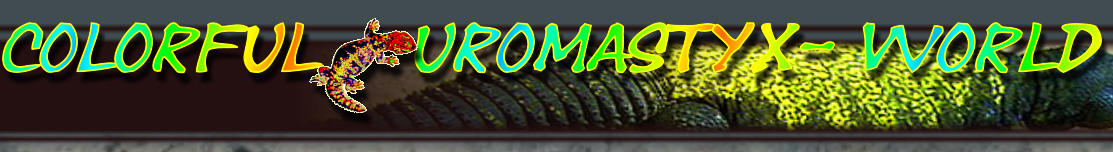 Colorful   Uromastyx- World