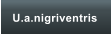 U.a.nigriventris