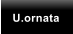 U.ornata