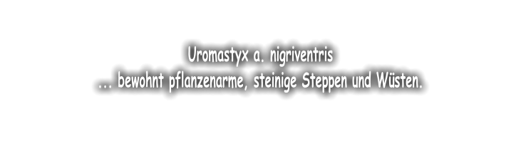 Uromastyx a. nigriventris ... bewohnt pflanzenarme, steinige Steppen und Wsten.