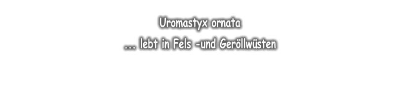 Uromastyx ornata   ... lebt in Fels -und Gerllwsten