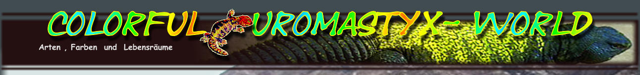 Colorful   Uromastyx- World Arten , Farben  und  Lebensr�ume