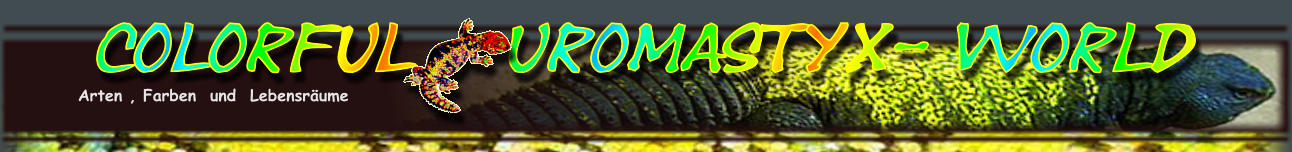 Colorful   Uromastyx- World Arten , Farben  und  Lebensr�ume