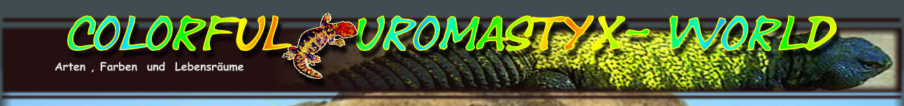 Colorful   Uromastyx- World Arten , Farben  und  Lebensr�ume