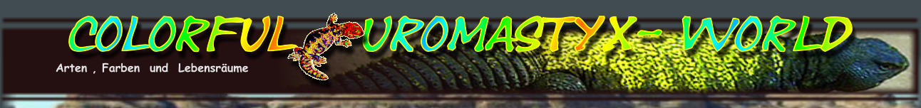 Colorful   Uromastyx- World Arten , Farben  und  Lebensr�ume
