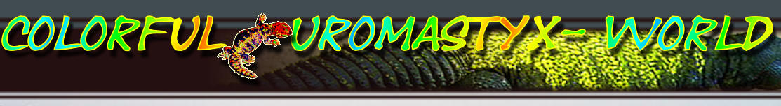 Colorful   Uromastyx- World