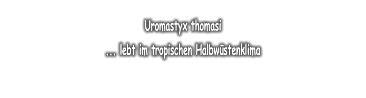 Uromastyx thomasi   ... lebt im tropischen Halbw�stenklima