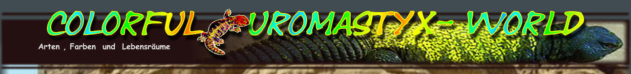 Colorful   Uromastyx- World Arten , Farben  und  Lebensr�ume