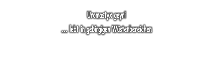 Uromastyx geyri   ... lebt in gebirgigen W�stenbereichen